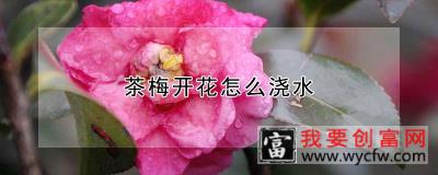 茶梅开花怎么浇水