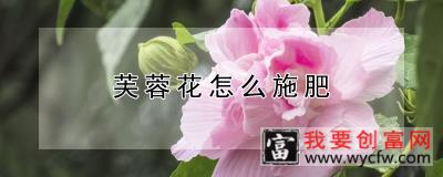 芙蓉花怎么施肥