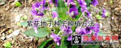 紫花地丁种子<a href=https://www.wycfw.com/e/tags/?tagid=232 target=_blank class=infotextkey>种植方法</a>