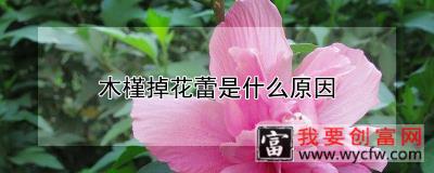 木槿掉花蕾是什么原因