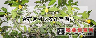 金花茶可以养在室内吗