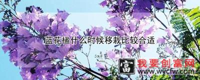 蓝花楹什么时候移栽比较合适