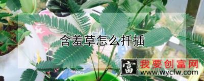 含羞草怎么扦插