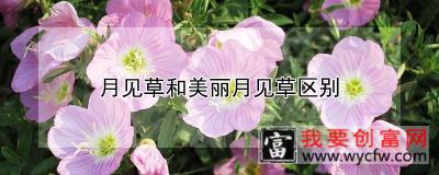 月见草和美丽月见草区别