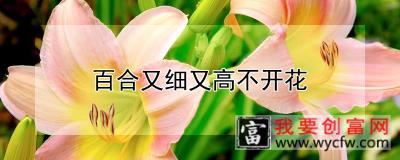 百合又细又高不开花