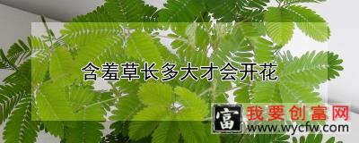 含羞草长多大才会开花