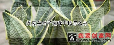 虎皮兰叶子边缘干枯怎么办