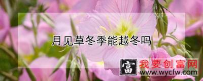 月见草冬季能越冬吗