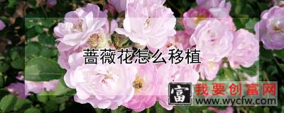 蔷薇花怎么移植