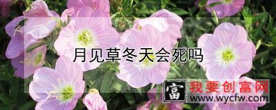 月见草冬天会死吗