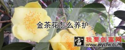 金茶花怎么养护