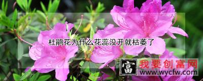 杜鹃花为什么花蕊没开就枯萎了