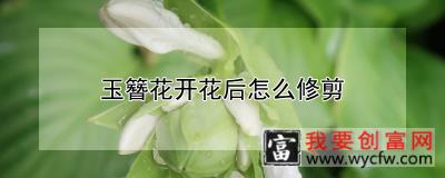 玉簪花开花后怎么修剪