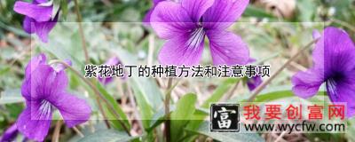 紫花地丁的种植方法和注意事项