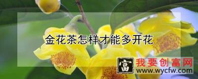 金花茶怎样才能多开花