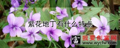 紫花地丁有什么特点