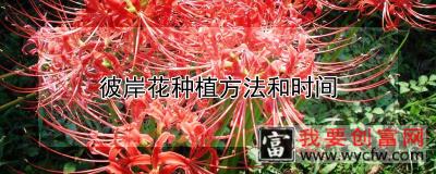 彼岸花种植方法和时间