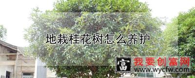 地栽桂花树怎么养护