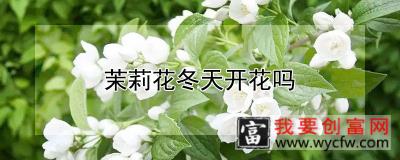 茉莉花冬天开花吗