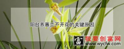 阳台养蕙兰不开花的关键原因