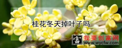 桂花冬天掉叶子吗