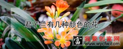 君子兰有几种颜色的花