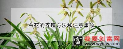 兰花的养殖方法和注意事项