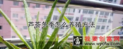 芦荟冬季怎么养殖方法