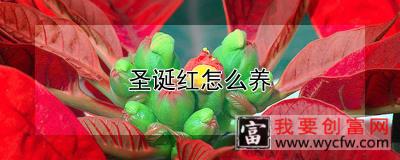 圣诞红怎么养