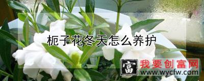 枙子花冬天怎么养护