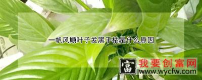 一帆风顺叶子发黑干枯是什么原因