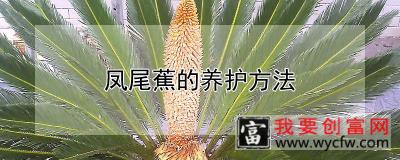 凤尾蕉的养护方法