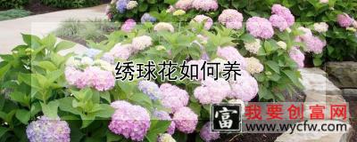 绣球花如何养