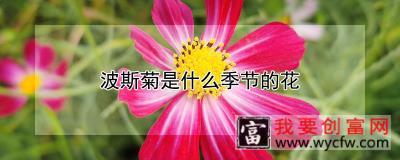 波斯菊是什么季节的花