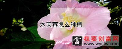 木芙蓉怎么种植