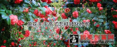 茶花主干高了怎样矮化修剪