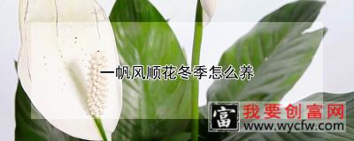 一帆风顺花冬季怎么养