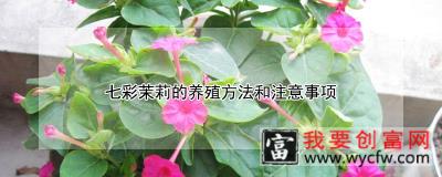 七彩茉莉的养殖方法和注意事项