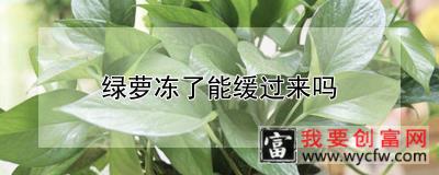 绿萝冻了能缓过来吗