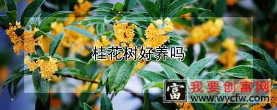 桂花树好养吗