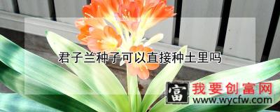 君子兰种子可以直接种土里吗