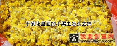 干菊花里面的小黑虫怎么去掉