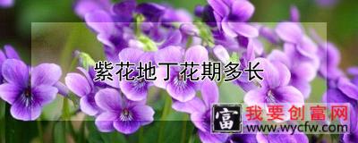 紫花地丁花期多长