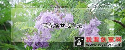 蓝花楹盆栽方法