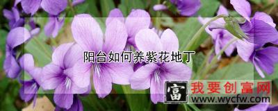 阳台如何养紫花地丁