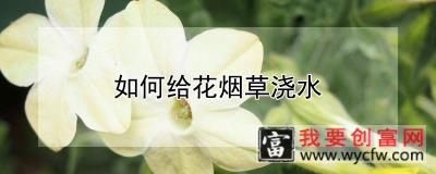 如何给花烟草浇水