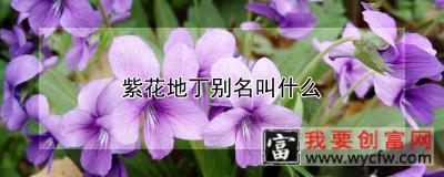 紫花地丁别名叫什么