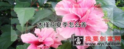 木槿花夏季怎么养