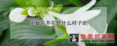 玉簪花开花是什么样子的