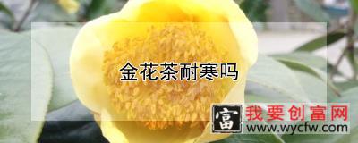 金花茶耐寒吗